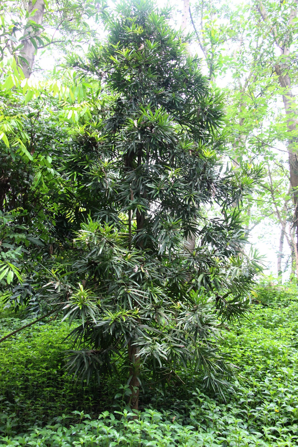 Vườn thực vật Hà Nội - nơi hội tụ nhiều loài cây quý - đang bị “bỏ rơi” - 2
Đây là cây Kim Giao mà vua chúa ngày xưa rất thích dùng gỗ cây này để làm đũa ăn, vì gỗ cây Kim Giao có khả năng phát hiện được một số độc tố trong thức ăn.
