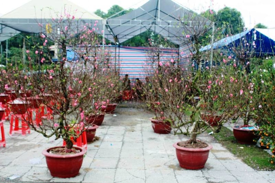 Đào, mai ế ẩm… quất “lên ngôi” ngày cận Tết - 4 Do thời tiết nắng ấm nên đào nở rộ khiến người mua không mấy mặn mà