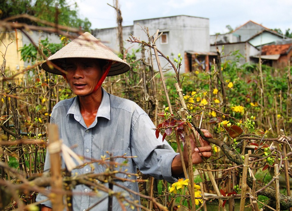 "Mai nở sớm, vui gì mà mong Tết!" - 6
Cùng cảnh ngộ, anh Phan Tiến Hùng (41 tuổi, thôn Háo Đức, xã Nhơn An, thị xã An Nhơn) có vườn 5.000 gốc mai nhưng có tới 2/3 số gốc mai nở rộ. “Từ ngày thi công đường Quốc lộ 1 cắt ngang cánh đồng xã Nhơn An nên cứ mưa to là nước ngập. Sau 5 đợt lũ liên tiếp hồi cuối năm 2016, khiến những vườn mai trồng ở chân ruộng bị ngập sâu, ngâm nước lâu ngày cây mai bị rụng lá sớm, dẫn đến hoa trổ sớm; nhiều vườn mai bị lũ cuốn một số, một số thì bị thối chi…”- anh Hùng cho hay.