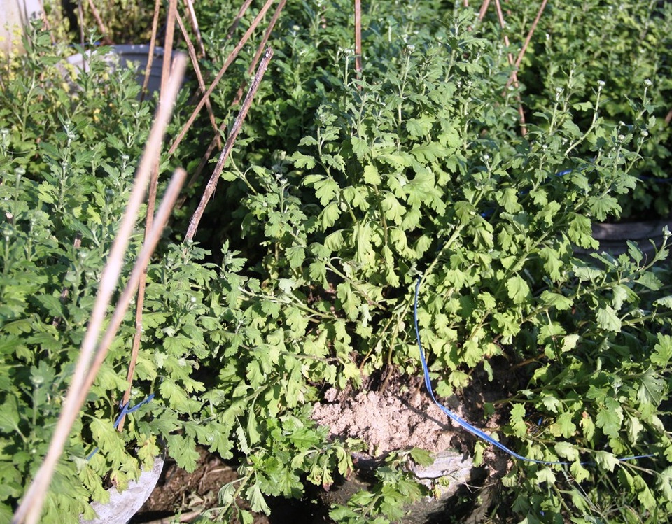 Những vườn cúc Tết “thảm hại” sau 5 trận lũ liên tiếp - 3
Vườn cúc 250 chậu của gia đình anh Hưng bỏ mặc héo rũ vì hết phương cứu chữa