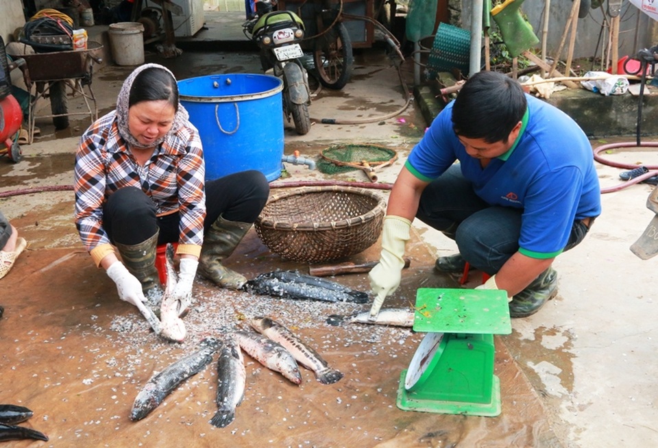 Kiếm cả trăm triệu đồng từ nuôi cá lóc bông - 5 Vợ và con ông Nhượng làm thịt cá để nhập cho nhà hàng theo hợp đồng.