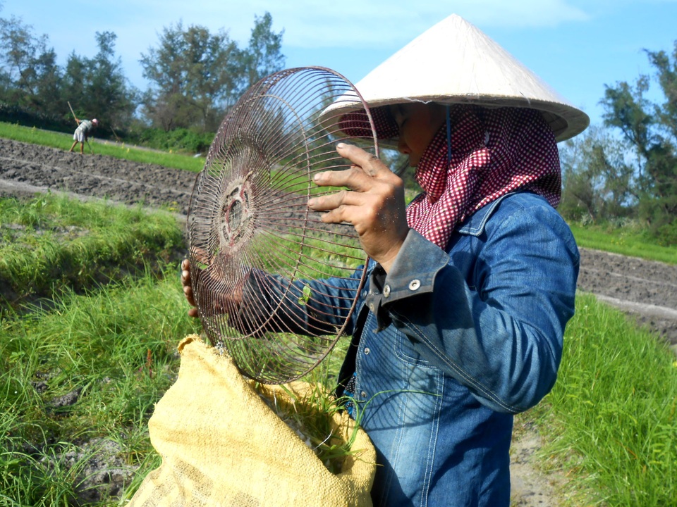 Nông dân phấn khởi vì kiệu Tết được giá - 4 Người dân hy vọng đến sát Tết, giá kiệu sẽ tăng cao hơn