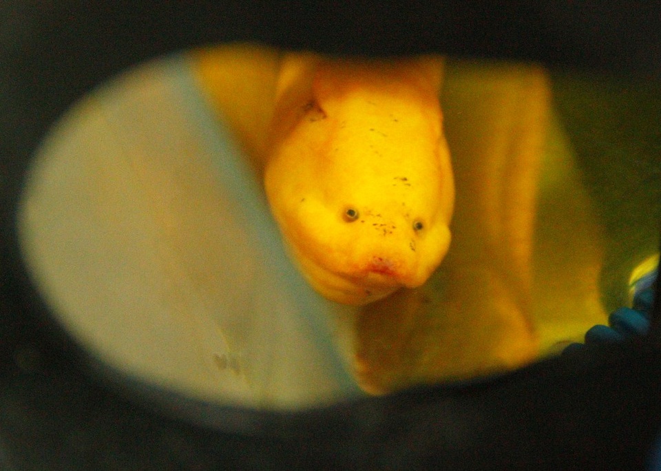 Cận cảnh đầu con lươn trông cũng đẹp mắt