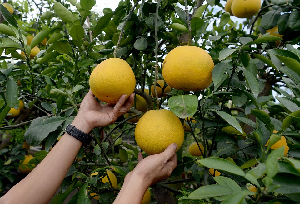 “Giá mắc hay rẻ là dựa và độ tuổi, cây nhiều trái, to vàng”. Ông Hai thông tin thêm.
