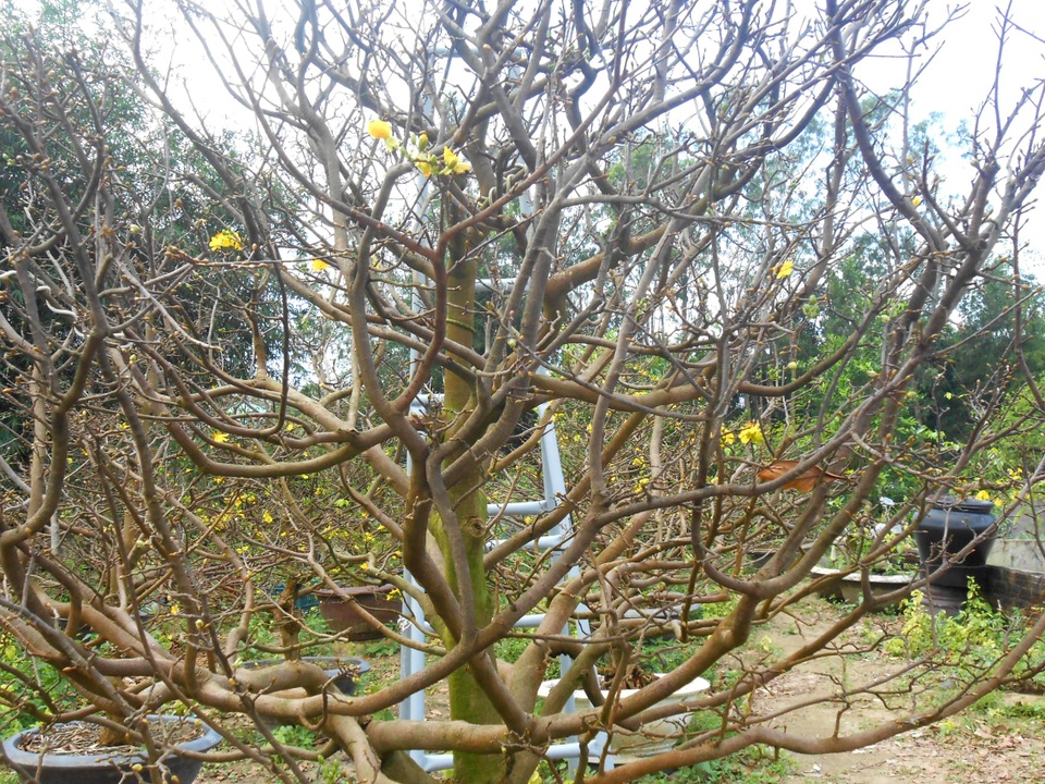 Quảng Nam: “Hốt bạc” từ dịch vụ cho thuê mai chơi Tết - 5 “Thế trực liên chi” với mong cầu sức khỏe, an bình. Cây mai phát triển rất chậm, để có thể đẹp cần nhiều năm trời chăm sóc