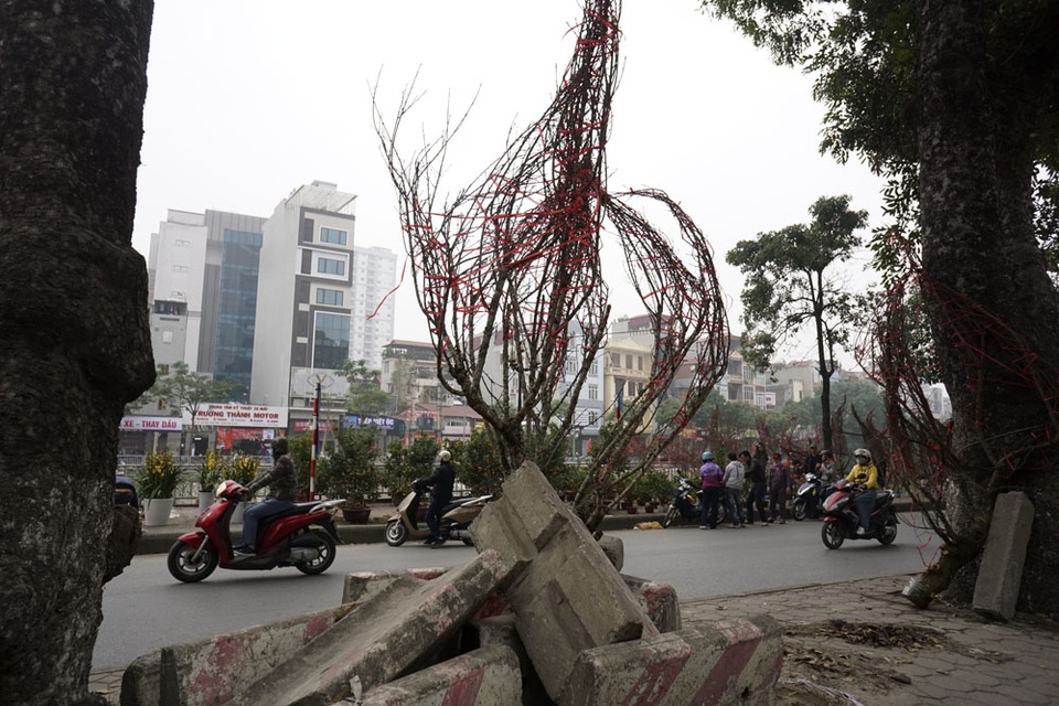 Đào dựng giữa tim đường Láng.