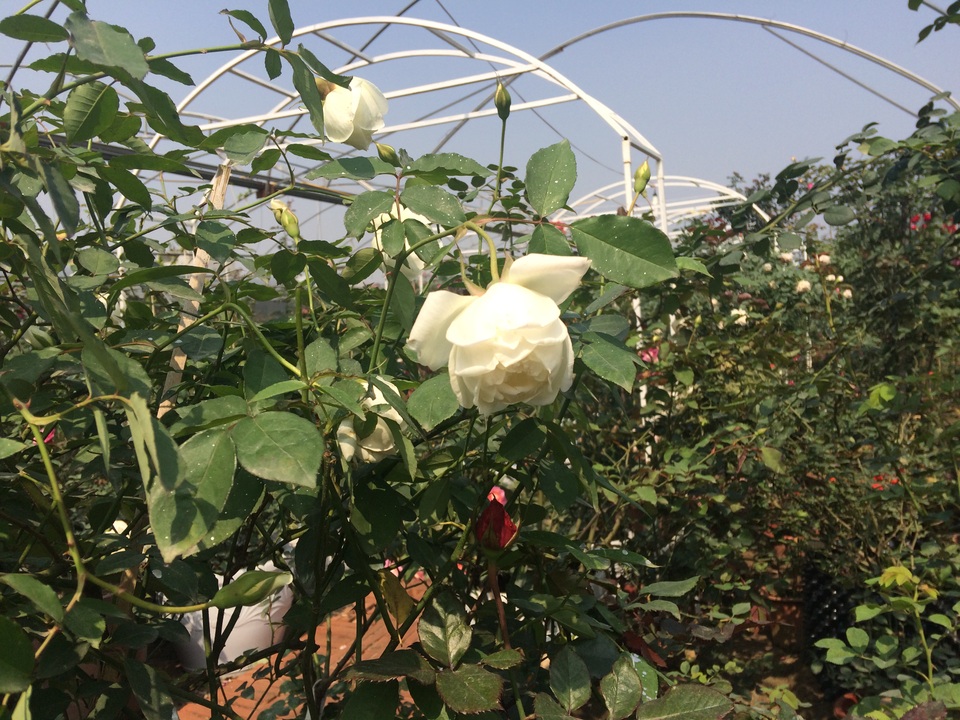 Độc đáo thú chơi hoa hồng cổ có giá hàng chục triệu đồng - 4
Hồng bạch ho