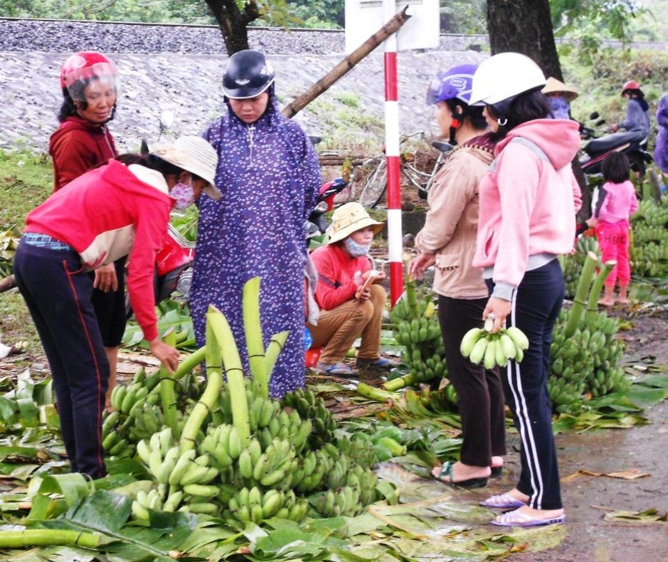 Chuối Tết mất mùa, giá thấp, nông dân kém vui - 2 Người mua đang lựa chọn những buồng chuối đẹp để mua về làm mâm ngũ quả
