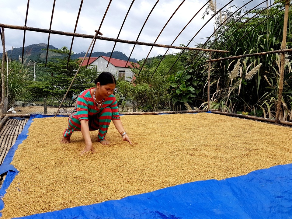 Làng “triệu phú” giữa đại ngàn - 5 Chị Alăng A Eo tranh thủ phơi lúa rồi cất vào bồ