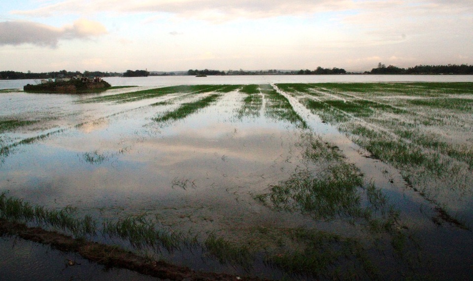 Hàng trăm ha lúa mới gieo sạ bị chìm trong mưa lũ bất thường