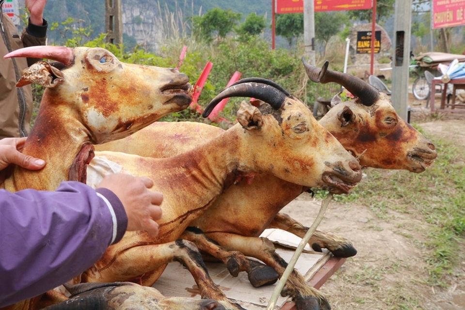 Ninh Bình: Kiếm tiền triệu trong ngày nhờ bán thịt dê - 5 Theo lời quảng cáo của người bán thịt dê, những con dê được giết thịt bày bàn chủ yếu là dê người dân địa phương nuôi trên các núi đá vôi, thịt dê săn chắc, ngon ngọt, lại có vị bổ của thuốc. Vì những con dê nuôi trên núi đá được ăn các loại cỏ non, lá cây non trong đó có nhiều loại cây thuốc quý.