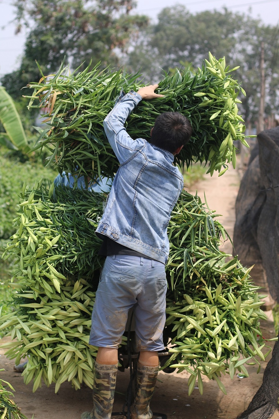 Hoa loa kèn Tây Tựu vào mùa thu hoạch - 5 Thông thường, mỗi buổi sẽ cắt được khoảng 2000 bông, đợt thu hoạch kéo dài khoảng 1 tuần. Củ loa kèn sau đó vẫn nằm trong đất đợi đến tháng 7 sẽ đào lên và chuẩn bị cho mùa vụ tiếp theo.