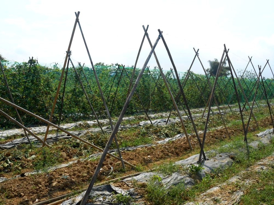 Nông sản rớt giá thê thảm, "đỏ mắt" chờ thương lái - 4 Nhiều người nông dân đã dỡ giàn chuyển sang trồng cây đậu xanh