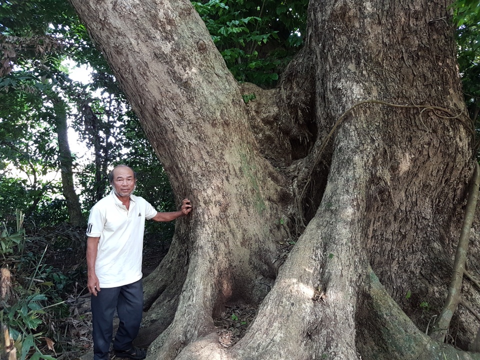 Chiêm ngưỡng “cụ” sưa 250 năm tuổi, gốc to hơn 10m - 4 Chiêm ngưỡng “cụ” sưa 250 năm tuổi, gốc to hơn 10m - 4