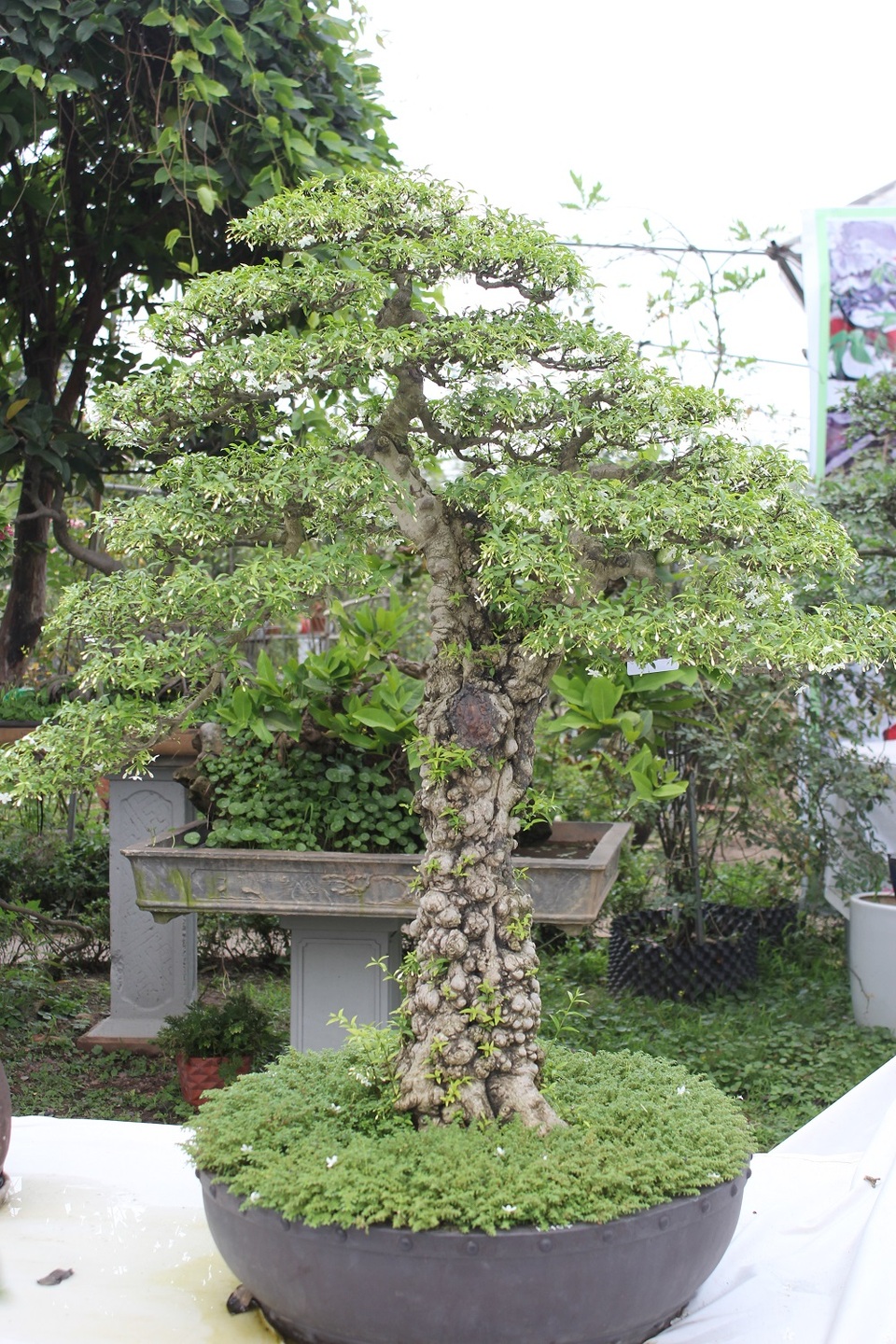 Mê mẩn những kiệt tác bonsai "độc nhất vô nhị" ở Hà Nội - 6 Tác phẩm Mai Chiếu Thủy của tác giả Tạ Huỳnh. Cây có dáng trực, thân cổ kính, tán lá xòe rộng và nở hoa trắng muốt. Điều đặc biệt cây lại là bonsai cổ thụ trồng trong chậu, nhiều người chơi định giá cây vào khoảng 500 – 700 triệu đồng.