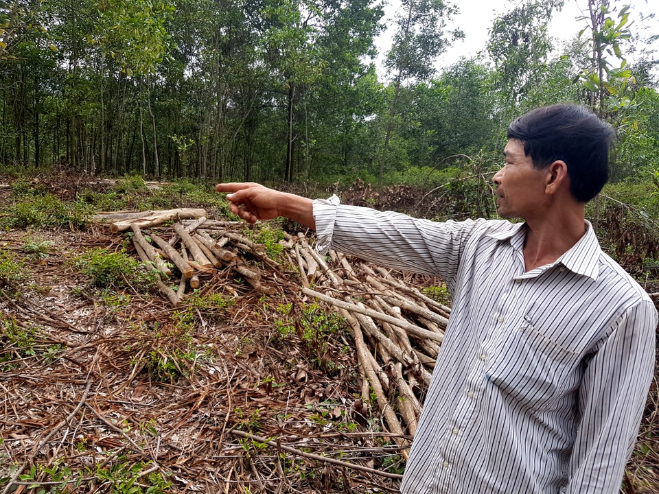 Quảng Nam: Người nông dân tần tảo trồng cây, nhiều người vào tranh thu hoạch - 5 Ông Hùng bức xúc vì vụ việc không được xã giải quyết rốt ráo khiến 5 tấn keo bị khô không bán được