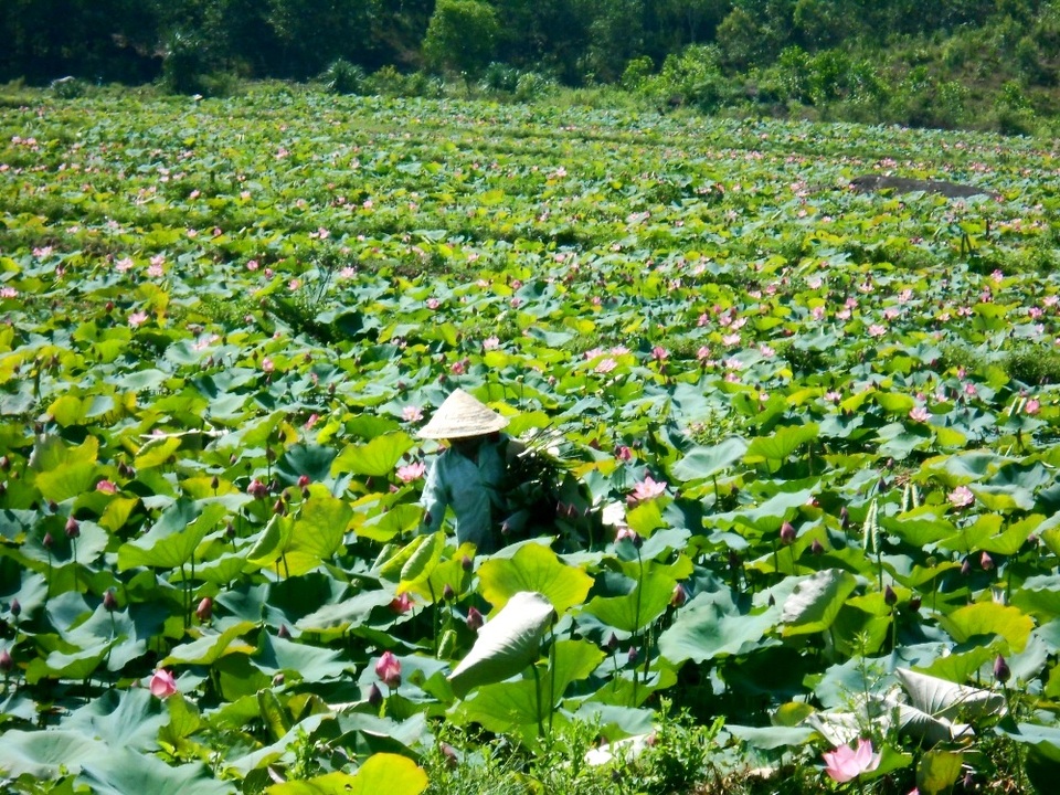 Người dân đang chăm sóc sen