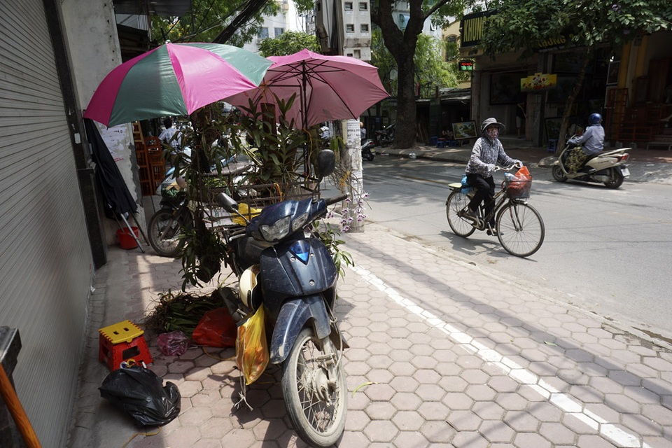 Một chiếc xe chở cây cảnh phải dùng 2 chiếc ô chống nắng cho cây.