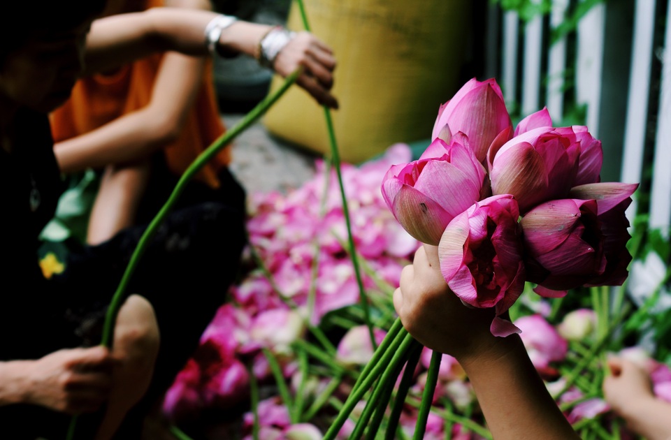 Kiếm tiền triệu mỗi ngày nhờ trồng sen Hồ Tây - 4
Sen Hồ Tây sau khi thu hoạch được lựa chọn để bán cho du khách. Giá sen bán khoảng 120.000 đồng/chục bông.
