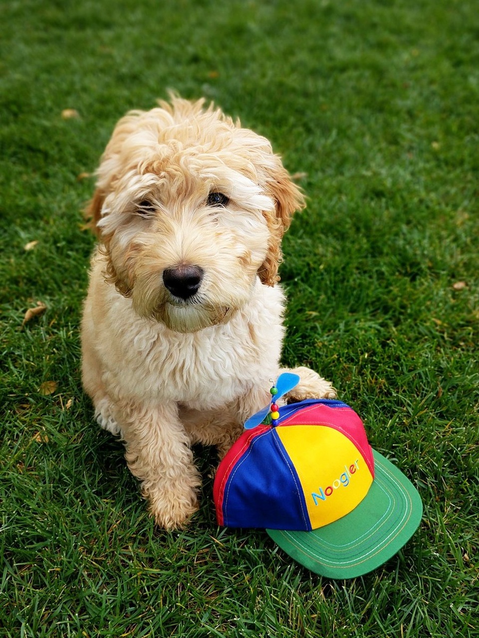 CEO Google Sundar Pichai cũng nuôi cho mình một chú chó lông xù và đặt tên là Jeffree. Trong một bài viết hồi tháng 3 trên mạng xã hội Twitter, vị thuyền trưởng thậm chí nói đùa rằng ông sẽ dạy cho chú chó của mình trở thành một lập trình viên và trở thành nhân viên của Google.