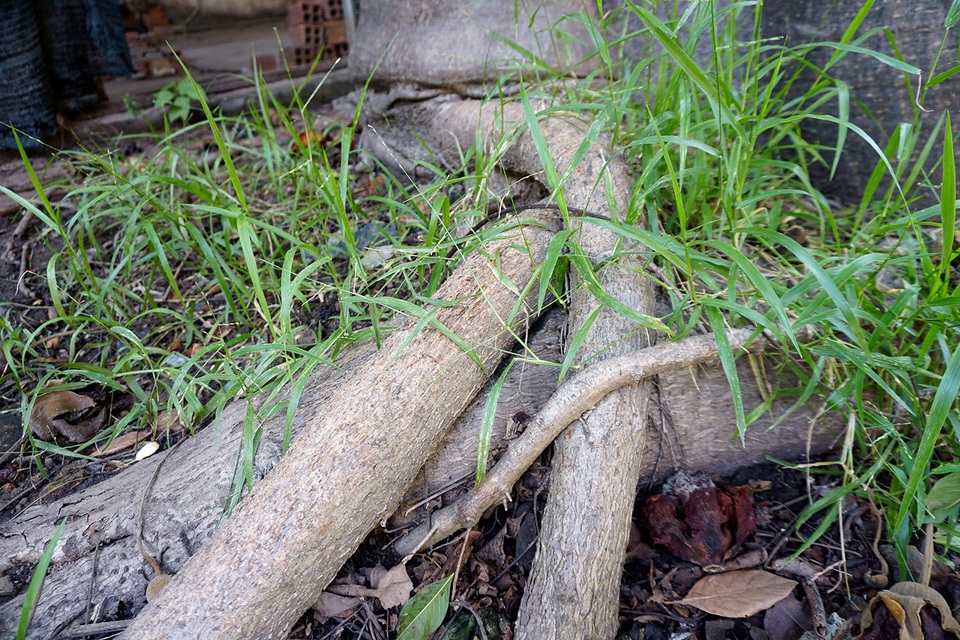 Ngắm cây Bao báp lâu đời nhất Sài Gòn vào mùa nở hoa - 5 Bộ rễ cây lớn, mọc trồi lên mặt đất.