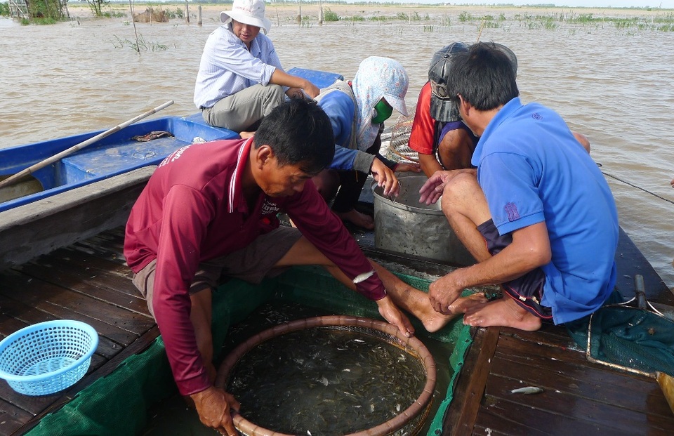 Chộn rộn chợ cá đồng... mùa nước nổi - 7 Khi mua cá linh non, các thương lái dùng một chiếc gỗ to thế này để lọc cá đúng kích cỡ