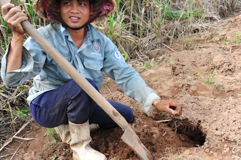 Dân thành phố đi săn dế cơm, "bỏ túi" 200-300 ngàn đồng/ngày - 4
Khi tìm ra hang dế, người dân dùng xẻng đào một hai phát là bắt được dế