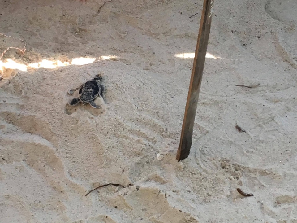 Ấp nở thành công 66 cá thể rùa biển được chuyển vị từ Côn Đảo - 4 Những con rùa biển được thả về tự nhiên