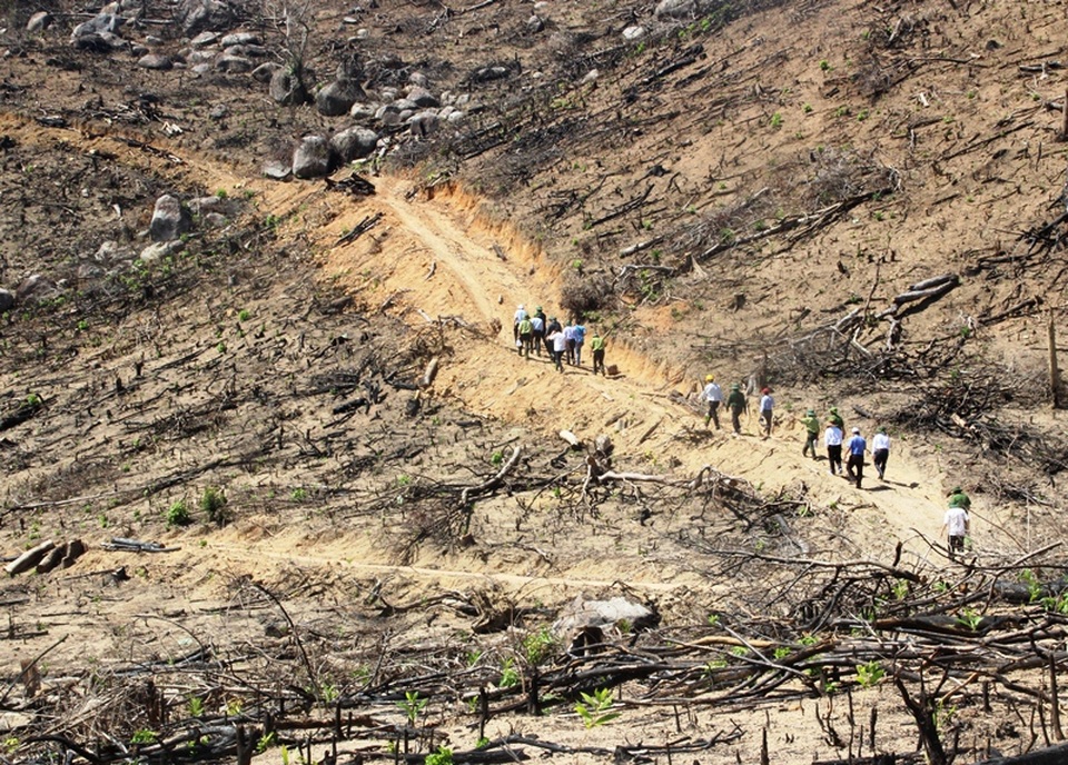 Phát hiện xưởng chế biến nghi chứa gỗ vụ phá 43 ha phá rừng - 4 Diện tích rừng bị chặt hạ, đốt để trồng keo lai