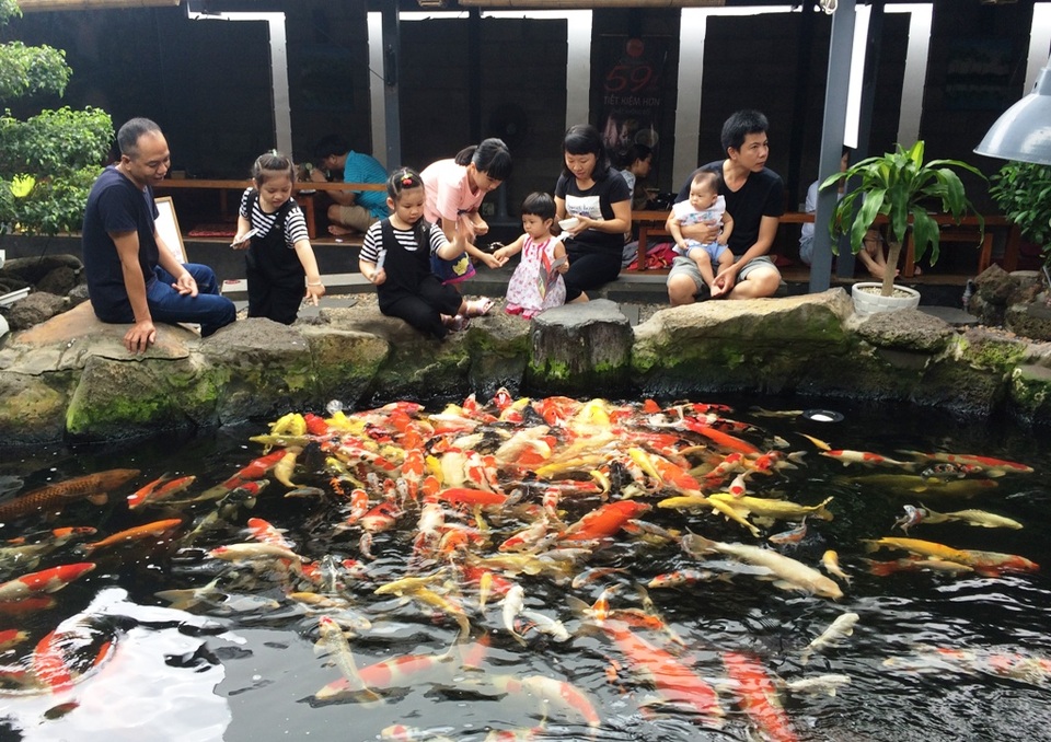 Mê mẩn hồ cá chép Koi “khủng” nhất miền Tây - 10 Khách đến quán không chỉ thưởng thức các món ăn, nước uống đặc trưng của quán mà còn đã mắt ngắm đàn cá Koi tuyệt đẹp