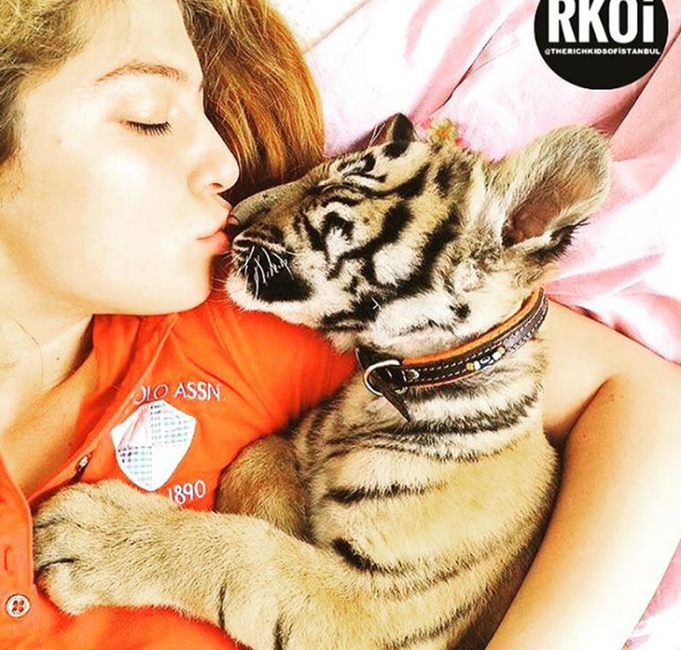 Sở thích “dị” của hội con nhà giàu Thổ Nhĩ Kỳ - 2 Một tiểu thư đến từ Istanbul thoải mái cưng nựng một chú hổ con