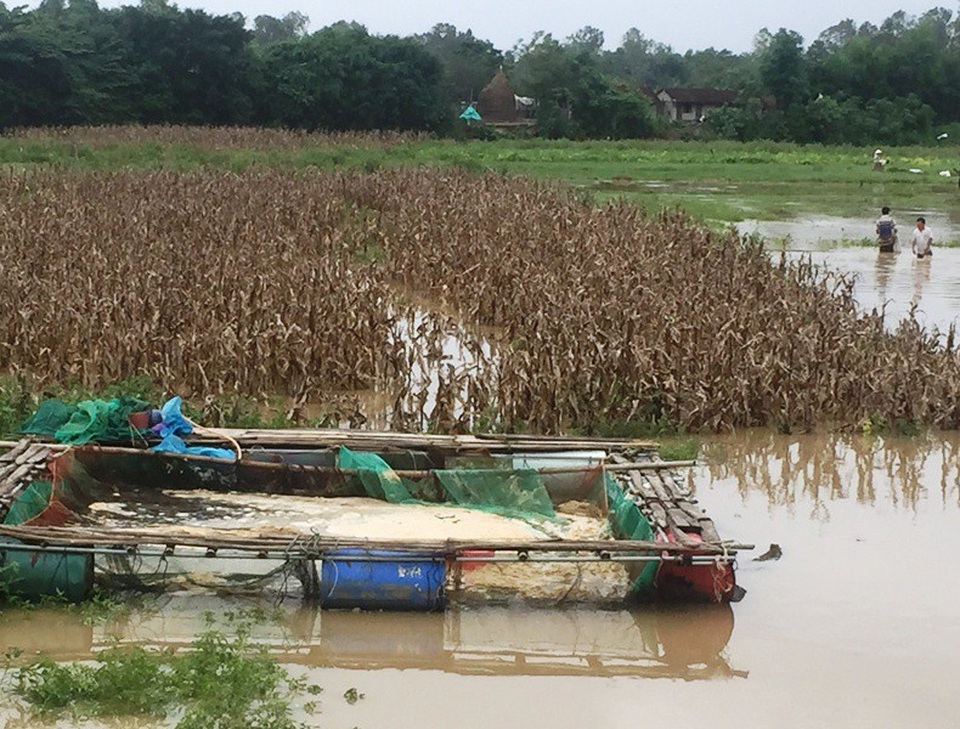 Cạnh đó, người dân địa phương đang dùng xung điện rà bắt cá