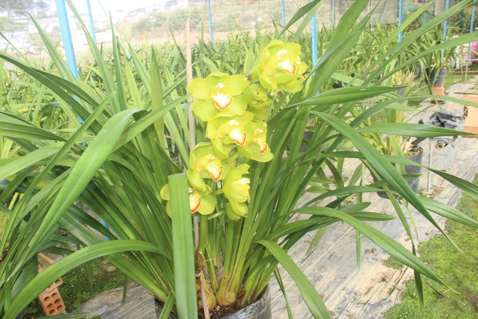 “Lão nông” lãi hơn nửa tỷ mỗi năm từ trồng địa lan - 4 Hiện trong vườn của ông Hùng có 5 loại lan đang trổ nụ để chuẩn bị phục vụ thị trường Tết