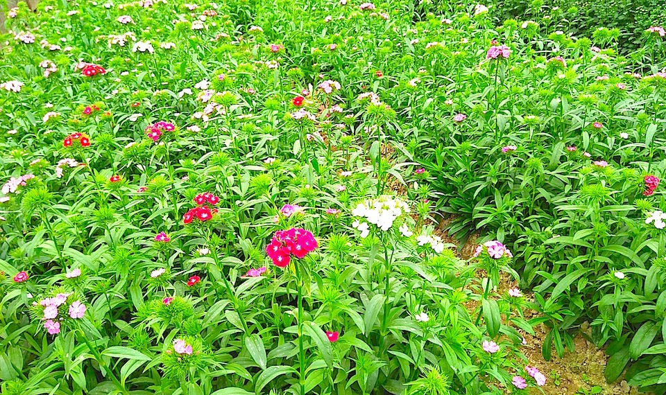 Hoa Tết bung nở khắp nhà vườn xứ Nghệ - 6 Loài hoa păng xê đang được bà con nơi đây trồng thử nghiệm.