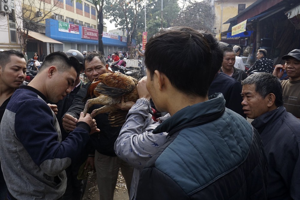 Sống chậm ở phiên chợ gà chọi Hà Nội ngày 30 Tết - 8
Thường những chú gà hay sẽ có rất đông người xem, bàn tán, nhưng cũng có thể hay với người này nhưng dở với người khác.