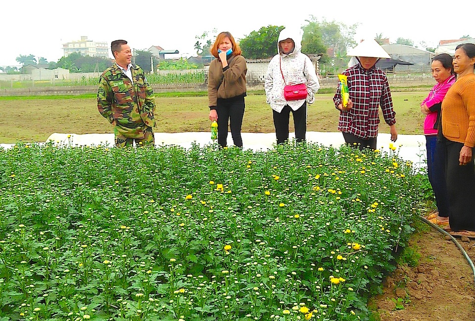 Hoa Tết bung nở khắp nhà vườn xứ Nghệ - 1 Tết chưa đến, nhưng nhiều vị khách đã tìm đến đặt hàng.