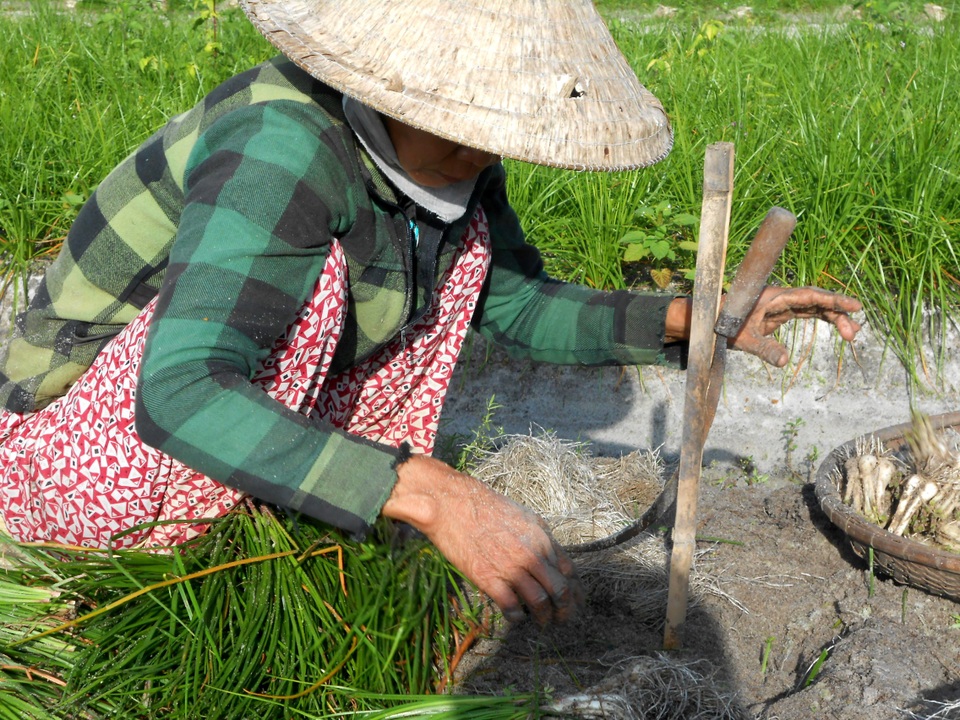 Nông dân phấn khởi vì kiệu Tết được giá - 2 Người dân thu hoạch kiệu Tết