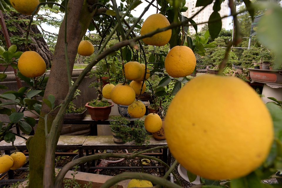 Những cây bưởi bình thường có khoảng 50 trái, nhưng khi cấy ghép thì có thể lên tới cả trăm trái một cây.