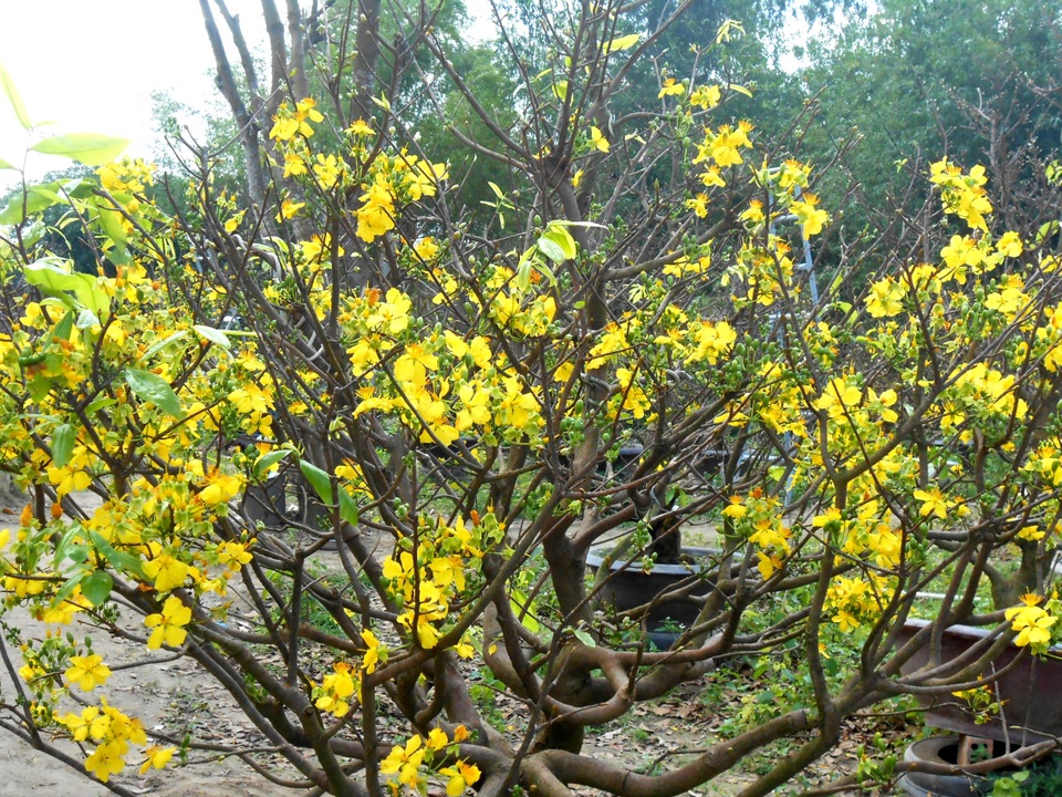 Quảng Nam: “Hốt bạc” từ dịch vụ cho thuê mai chơi Tết - 6 Gần Tết, khách thường phải gọi điện đặt hàng trước khi đến nhà vườn lựa mai