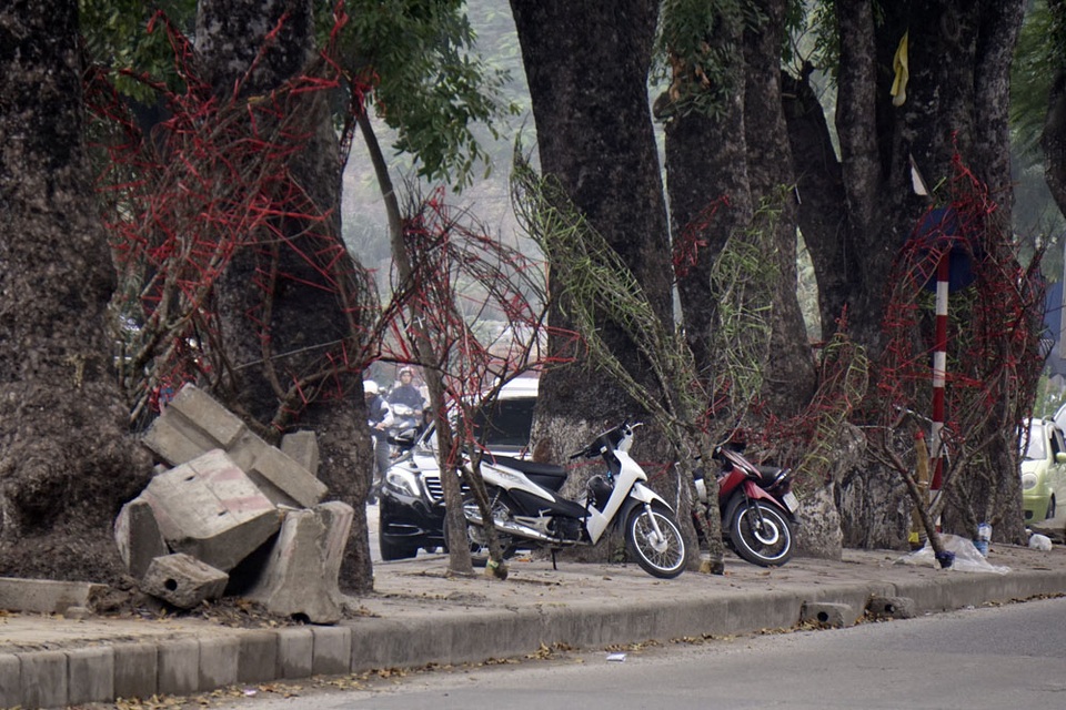 Trên suốt dọc đường Láng, các ngã tư đều trở thành nơi bán đào quất, số lượng nhiều vô kể.