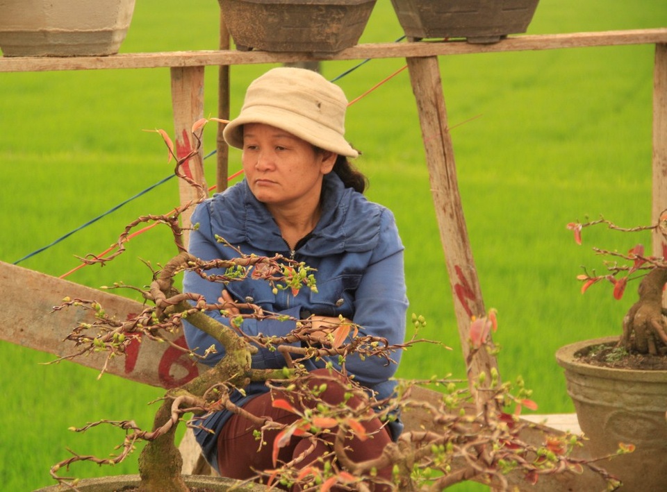 Bình Định: Mai Tết “đắt vườn, ế chợ” - 3 Thời điểm này, năm ngoái bà Hoa đã bán gần hết 100 chậu nhưng năm nay, bà mới chỉ bán chưa được 10 chậu
