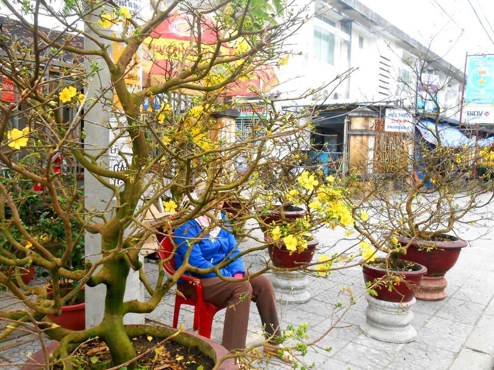 Sắc hoa ngập tràn trên phố Hội