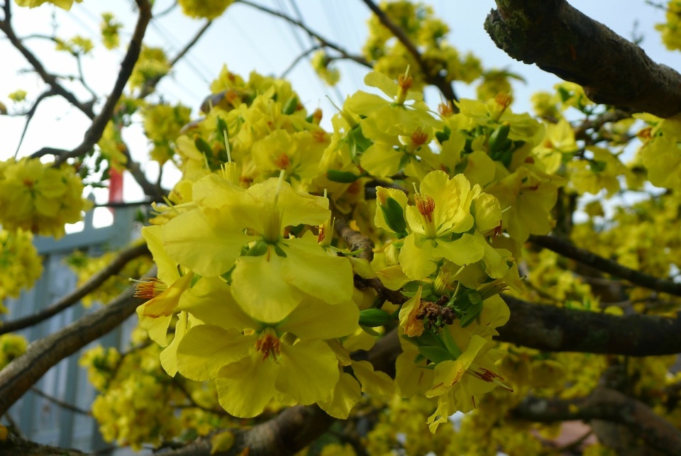 Trầm trồ trước “lão mai” gần 100 tuổi… cuồn cuộn nở hoa từ thân - 5