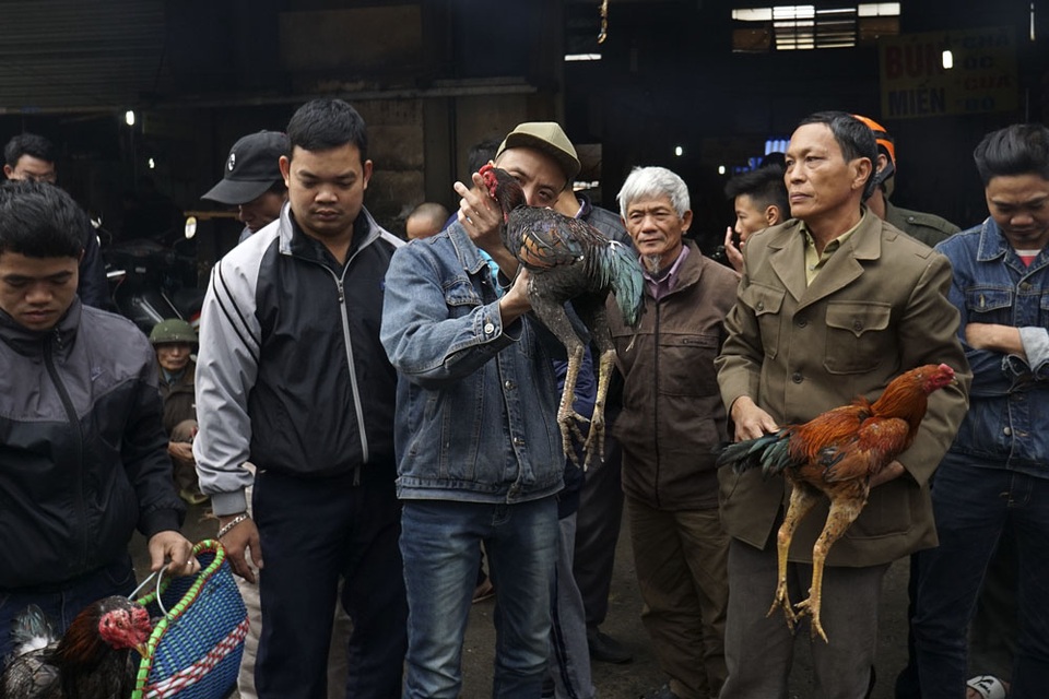 Sống chậm ở phiên chợ gà chọi Hà Nội ngày 30 Tết - 9
Khi xem gà chọi, đầu tiên khách thường để y màu lông, đôi chân, cổ.