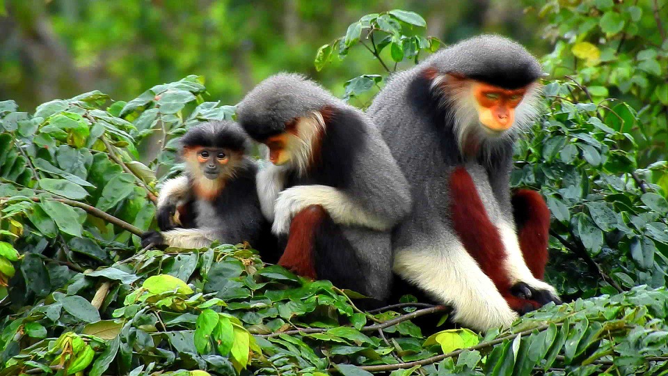 Voọc bắt chí cho con