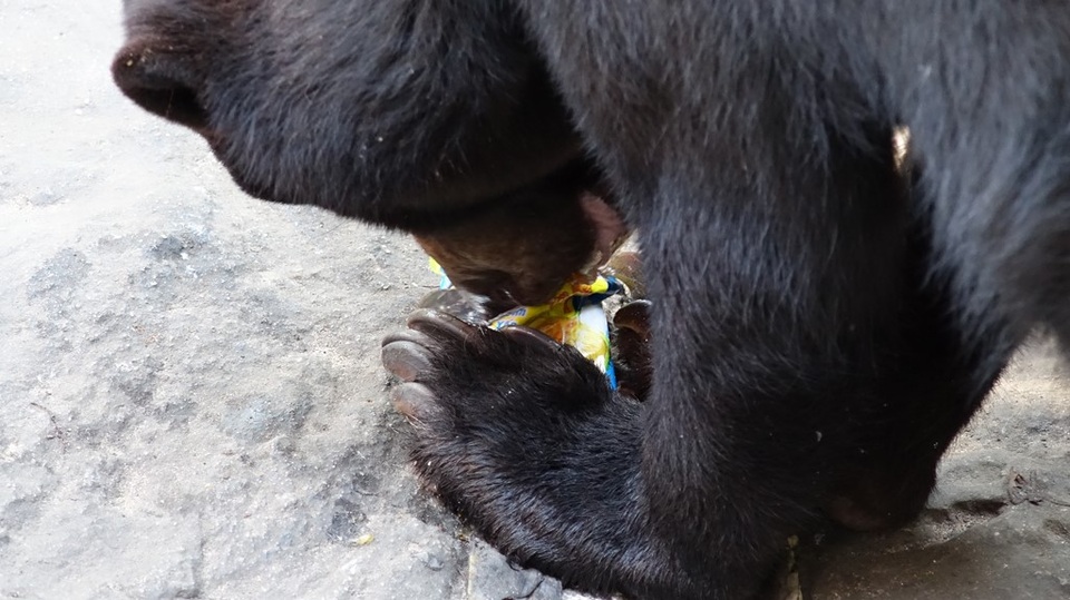 Đến Thảo Cầm Viên để… chọc phá thú (?!) - 5 Chú gấu đang “xử lý” một bao bánh quy.