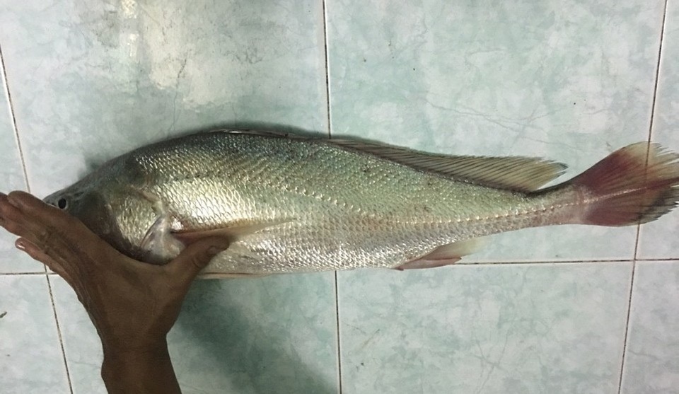 Câu được cá sủ vàng hơn 2 kilogam trên sông Nhà Bè - 4 Câu được cá sủ vàng hơn 2 kilogam trên sông Nhà Bè - 4