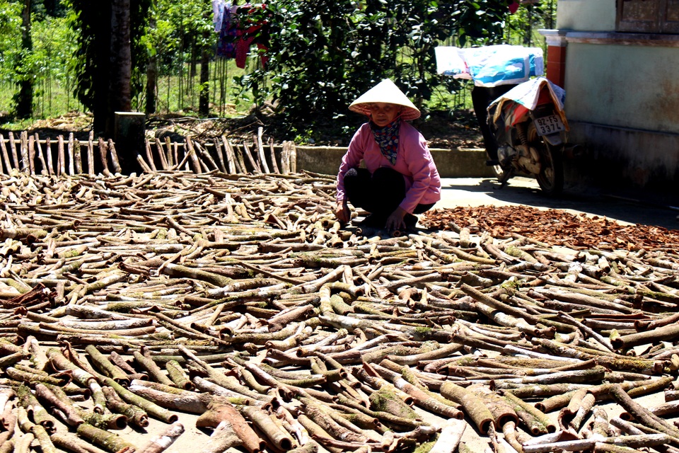 Quảng Nam vào mùa thu hoạch vỏ quế - 6 Những ngày này, đi đến các huyện Tiên Phước, Bắc Trà My đều thấy người dân đang phơi vỏ quế đầy sân