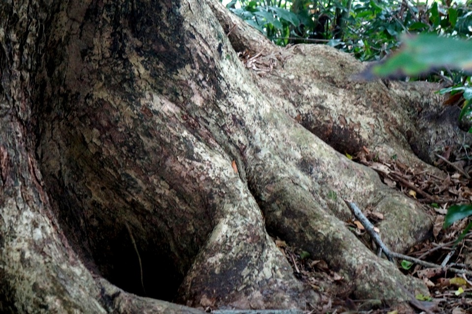 Chiêm ngưỡng “cụ” sưa 250 năm tuổi, gốc to hơn 10m - 6 Hình thù gốc cây sưa tạo nhiều hang hốc rất ấn tượng