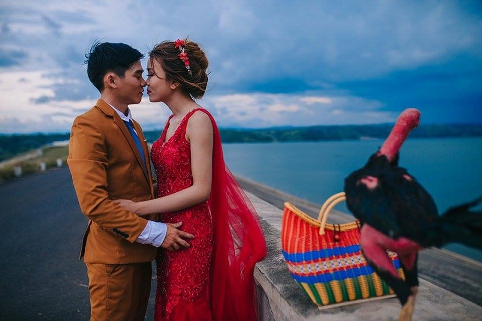 Chú rể mê gà chọi, ảnh cưới cũng không thể thiếu "vật cưng" - 4 Chia sẻ về ý tưởng của bộ ảnh anh Lương Tường Duy cho biết nuôi gà chọi vốn là niềm đam mê của anh từ năm 12 tuổi vì gia đình nuôi gà chọi từ rất lâu rồi.